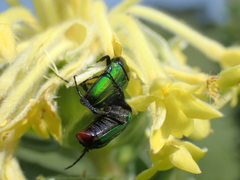 Leucocelis haemorrhoidalis