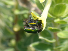 Leucocelis haemorrhoidalis