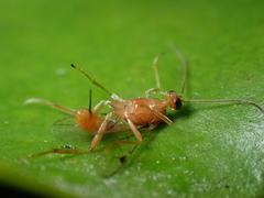 Meteorus pulchricornis