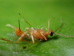 Meteorus pulchricornis