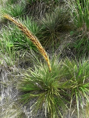 Aciphylla ferox