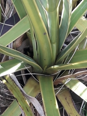 Aciphylla ferox