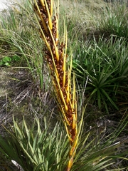 Aciphylla ferox