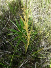 Aciphylla anomala
