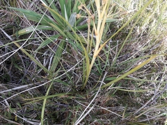Aciphylla anomala