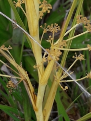 Aciphylla anomala