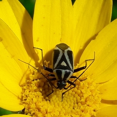 Calocoris nemoralis