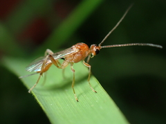 Meteorus pulchricornis