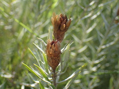 Oedera pungens angustifolia