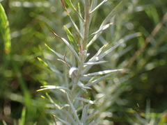 Oedera pungens angustifolia