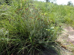 Oedera pungens angustifolia