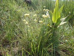 Helichrysum appendiculatum