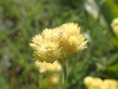 Helichrysum appendiculatum
