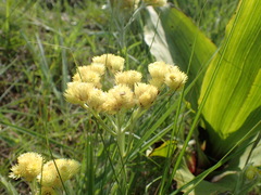 Helichrysum appendiculatum