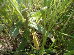 Helichrysum appendiculatum