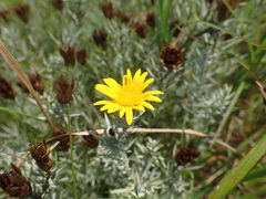 Oedera pungens angustifolia