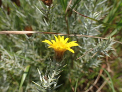 Oedera pungens angustifolia