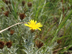 Oedera pungens angustifolia