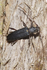 Callidiopis scutellaris