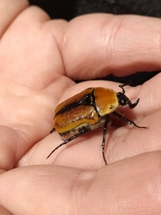 Diaphonia