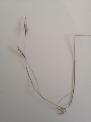 Andropogon appendiculatus