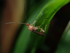 Meteorus pulchricornis
