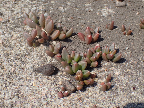 Image of Delosperma subpetiolatum by (c) Mahomed Desai, some rights reserved (CC BY)