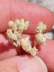 Helichrysum indicum