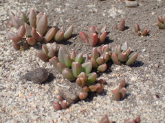 Delosperma subpetiolatum