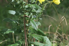 Oenothera stricta stricta
