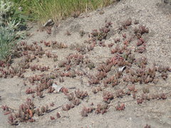 Delosperma subpetiolatum