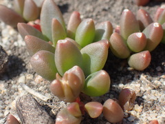 Delosperma subpetiolatum