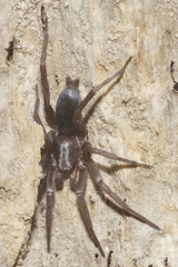 Hypodrassodes maoricus