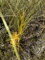 Aciphylla anomala
