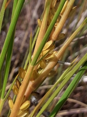 Aciphylla anomala