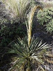 Aciphylla ferox