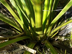 Aciphylla ferox