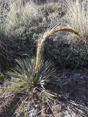 Aciphylla ferox