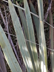 Aciphylla ferox