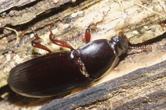 Uloma tenebrionoides