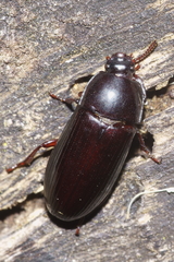 Uloma tenebrionoides
