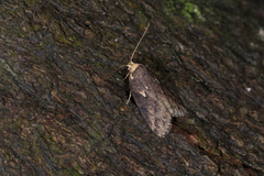 Eugoa bipunctata