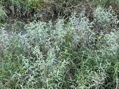 Persicaria lapathifolia lanata