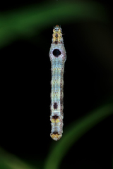 Plesiomorpha flaviceps