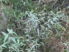 Persicaria lapathifolia lanata