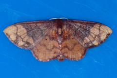 Metallaxis semipurpurascens