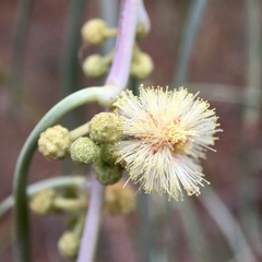 Acacia stenophylla