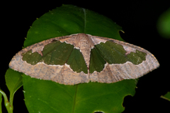 Celenna festivaria