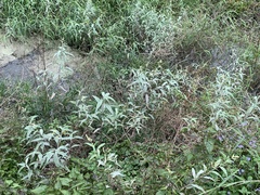 Persicaria lapathifolia lanata