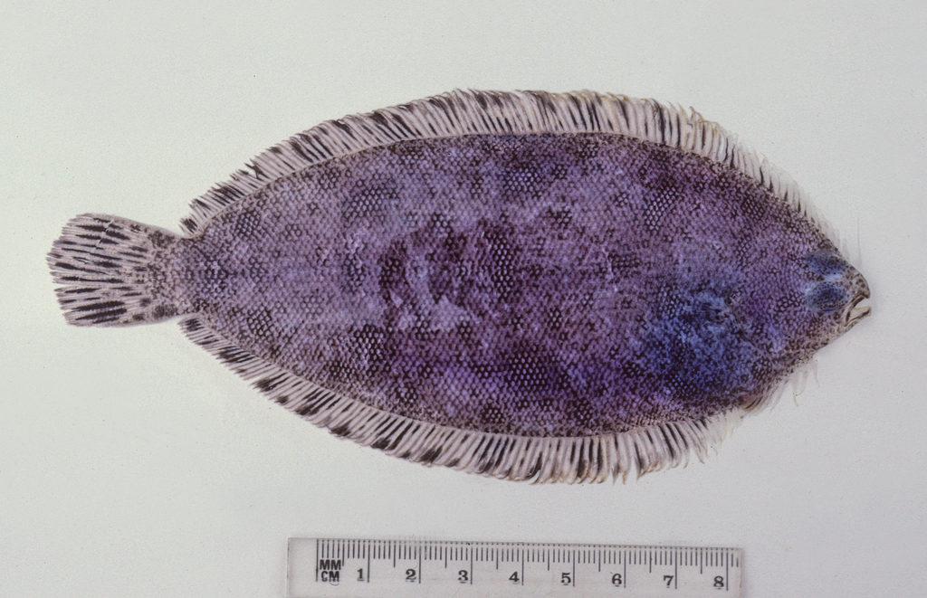 Banded-fin flounder (Azygopus pinnifasciatus) — Pleuronectidae
